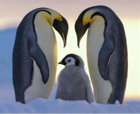 penguen kuşlar grubunda mıdır